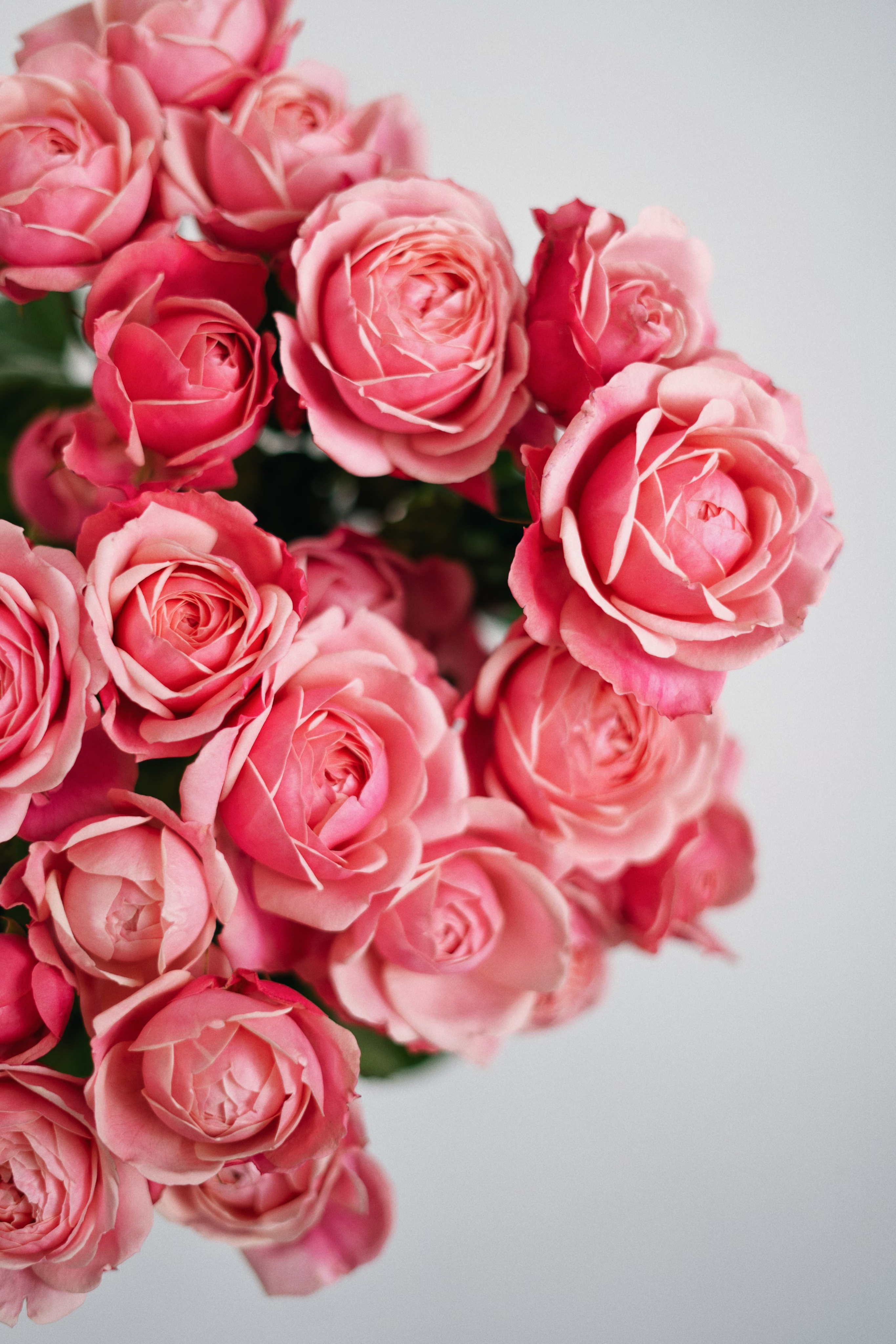 Pink flowers